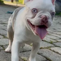 Isabella koi w/fluffy, a female French Bulldog for sale in Riverside, CA – Photo 4 of 5