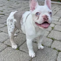 Isabella koi w/fluffy, a female French Bulldog for sale in Riverside, CA – Photo 5 of 5