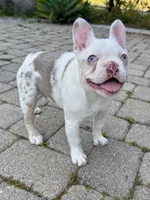 Isabella koi w/fluffy, a female French Bulldog for sale in Riverside, CA – Photo 5 of 5