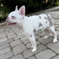 Isabella koi w/fluffy, a female French Bulldog for sale in Riverside, CA – Photo 3 of 5