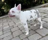 Isabella koi w/fluffy, a female French Bulldog for sale in Riverside, CA – Photo 3 of 5