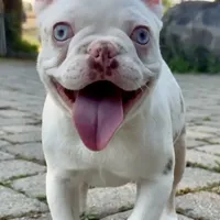 Isabella koi w/fluffy, a female French Bulldog for sale in Riverside, CA – Photo 2 of 5