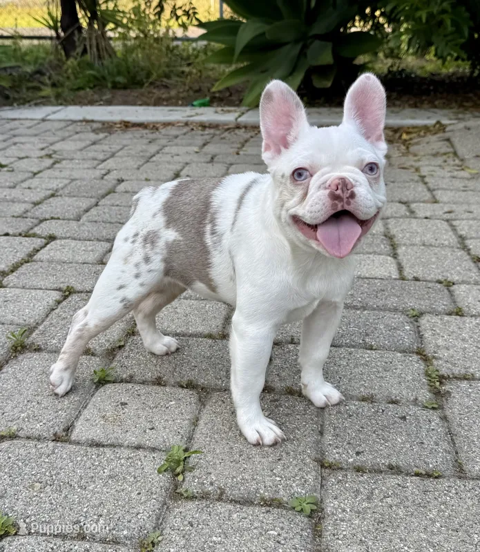 Isabella koi w/fluffy