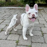 Isabella koi w/fluffy, a female French Bulldog for sale in Riverside, CA – Photo 1 of 5