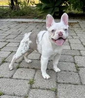 Isabella koi w/fluffy, a female French Bulldog for sale in Riverside, CA – Photo 1 of 5