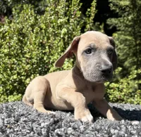 Blue fawn , a female Great Dane for sale in Riverside, CA – 5 of 6