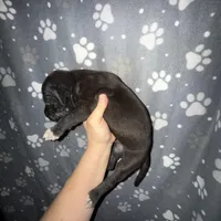 Black male w/ TP 2, a male Great Dane for sale in Riverside, CA – Photo 6 of 10