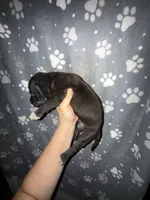 Black male w/ TP 2, a male Great Dane for sale in Riverside, CA – Photo 3 of 4