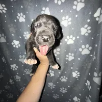 Black male w/ TP 2, a male Great Dane for sale in Riverside, CA – Photo 5 of 10