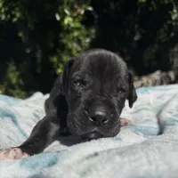 Black male w/ TP 2, a male Great Dane for sale in Riverside, CA – Photo 9 of 10