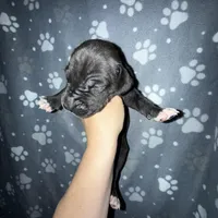 Black male w/ TP 2, a male Great Dane for sale in Riverside, CA – Photo 7 of 10