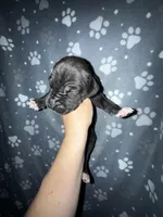 Black male w/ TP 2, a male Great Dane for sale in Riverside, CA – Photo 2 of 4