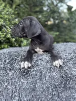 Black male w/ TP 2, a male Great Dane for sale in Riverside, CA – Photo 4 of 10