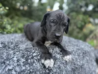 Black male w/ TP 2, a male Great Dane for sale in Riverside, CA – Photo 3 of 10