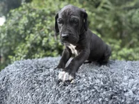 Black male w/ TP 2, a male Great Dane for sale in Riverside, CA – Photo 1 of 10