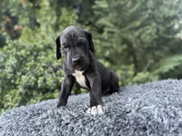 Black male w/ TP 2, a male Great Dane for sale in Riverside, CA – Photo 2 of 10