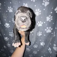 Black male w/ TP 2, a male Great Dane for sale in Riverside, CA – Photo 10 of 10