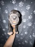 Black male w/ TP 2, a male Great Dane for sale in Riverside, CA – Photo 4 of 4