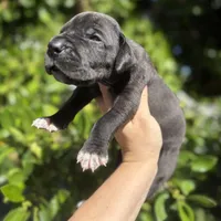 Black male w/ TP 2, a male Great Dane for sale in Riverside, CA – Photo 8 of 10