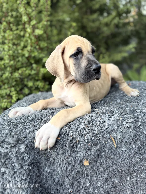 Fawn boy  – Great Dane puppy for sale in Murrieta, CA