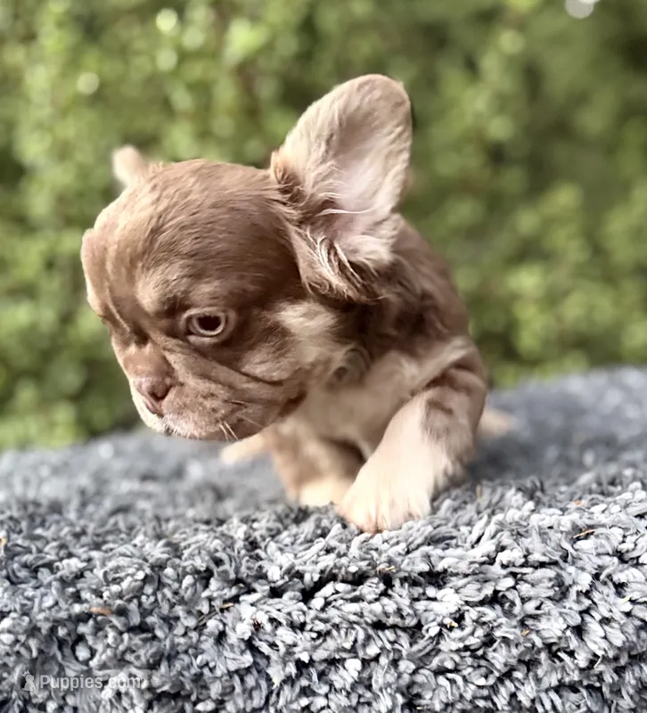 Rojo fluffy princess – French Bulldog puppy for sale in Murrieta, CA