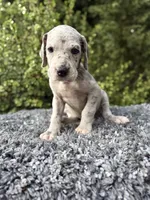Blue Merle , a female Great Dane for sale in Riverside, CA – 3 of 4