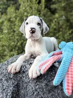 Liam, a male Great Dane for sale in Murrieta, CA – 6 of 7