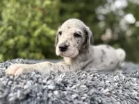 Blue Merle , a female Great Dane for sale in Riverside, CA – 2 of 4