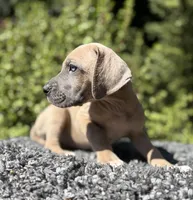 Blue fawn , a female Great Dane for sale in Riverside, CA – 4 of 6