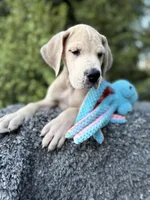 Blue Fawn merle , a male Great Dane for sale in Murrieta, CA – 6 of 10