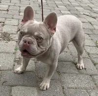 Jag, a male French Bulldog for sale in Riverside, CA – Photo 3 of 4