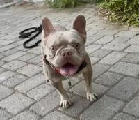 Jag, a male French Bulldog for sale in Riverside, CA – Photo 2 of 4