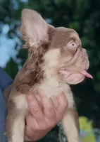 Rojo fluffy princess, a female French Bulldog for sale in Murrieta, CA – 5 of 10