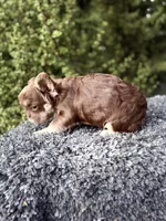 Rojo fluffy princess, a female French Bulldog for sale in Murrieta, CA – 8 of 10
