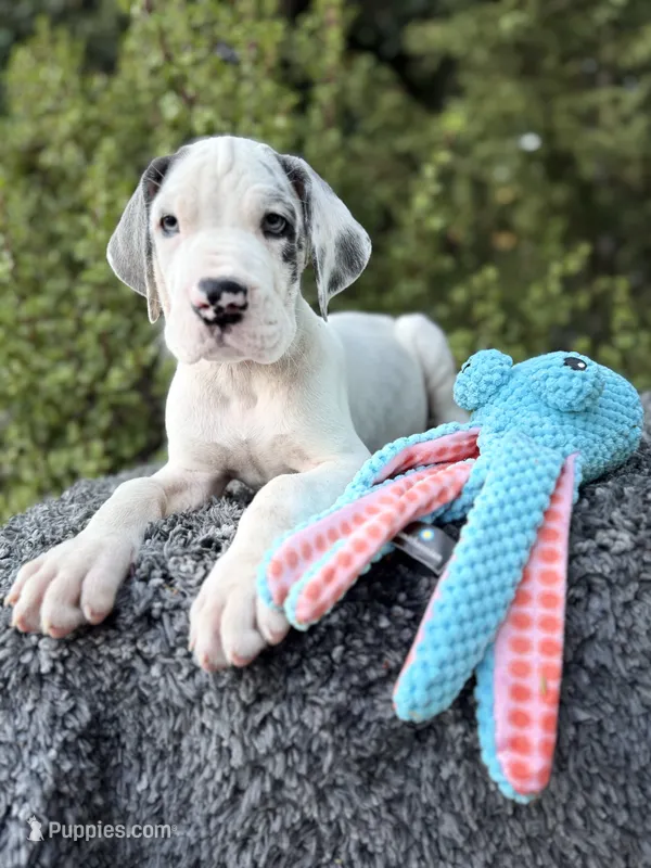Liam – Great Dane puppy for sale in Murrieta, CA