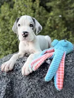 Liam, a male Great Dane for sale in Murrieta, CA – 1 of 7