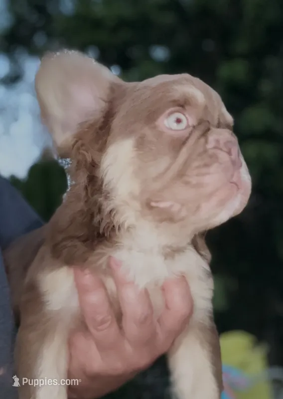Rojo fluffy big rope tiny princess – French Bulldog puppy for sale in Murrieta, CA