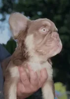 Rojo fluffy princess, a female French Bulldog for sale in Murrieta, CA – 4 of 10