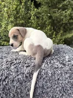 Blue fawn pied , a male Great Dane for sale in Riverside, CA – 3 of 5