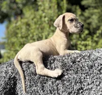 Fawn merle , a male Great Dane for sale in Riverside, CA – 6 of 6
