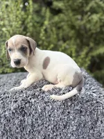 Blue fawn pied , a male Great Dane for sale in Riverside, CA – 4 of 5