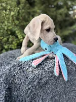 Blue Fawn merle , a male Great Dane for sale in Murrieta, CA – 4 of 10