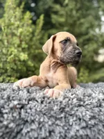 Fawn boy , a male Great Dane for sale in Riverside, CA – 4 of 5