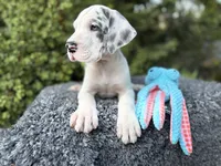 Liam, a male Great Dane for sale in Murrieta, CA – 2 of 7