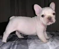 Fluffy White, a male French Bulldog for sale in Riverside, CA – Photo 1 of 2