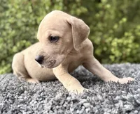 Blue Fawn merle , a male Great Dane for sale in Riverside, CA – 3 of 5