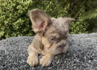 Isabella Big Rope pink , a male French Bulldog for sale in Murrieta, CA – 2 of 3
