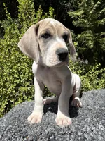 Blue fawn pied , a male Great Dane for sale in Murrieta, CA – 6 of 9