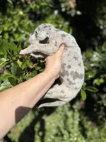 Blue Merle (with TP gene), a female Great Dane for sale in Riverside, CA – Photo 5 of 6