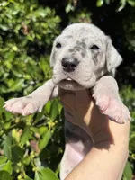 Blue Merle (with TP gene), a female Great Dane for sale in Riverside, CA – Photo 2 of 6
